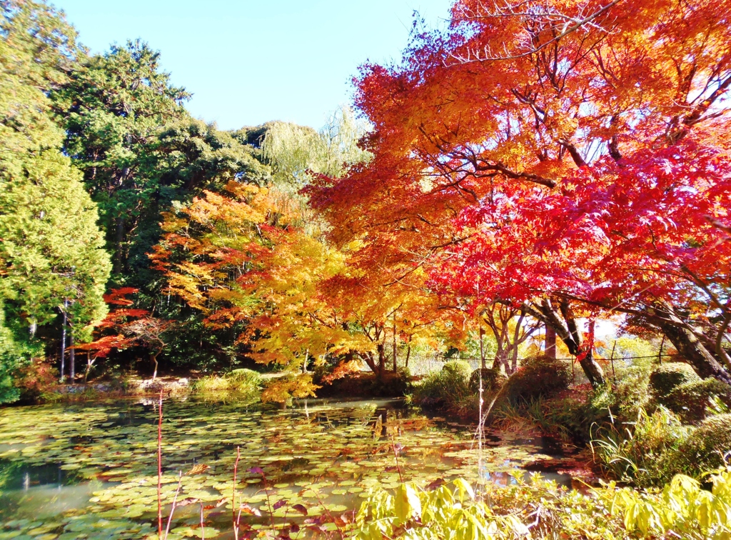 紅葉狩り