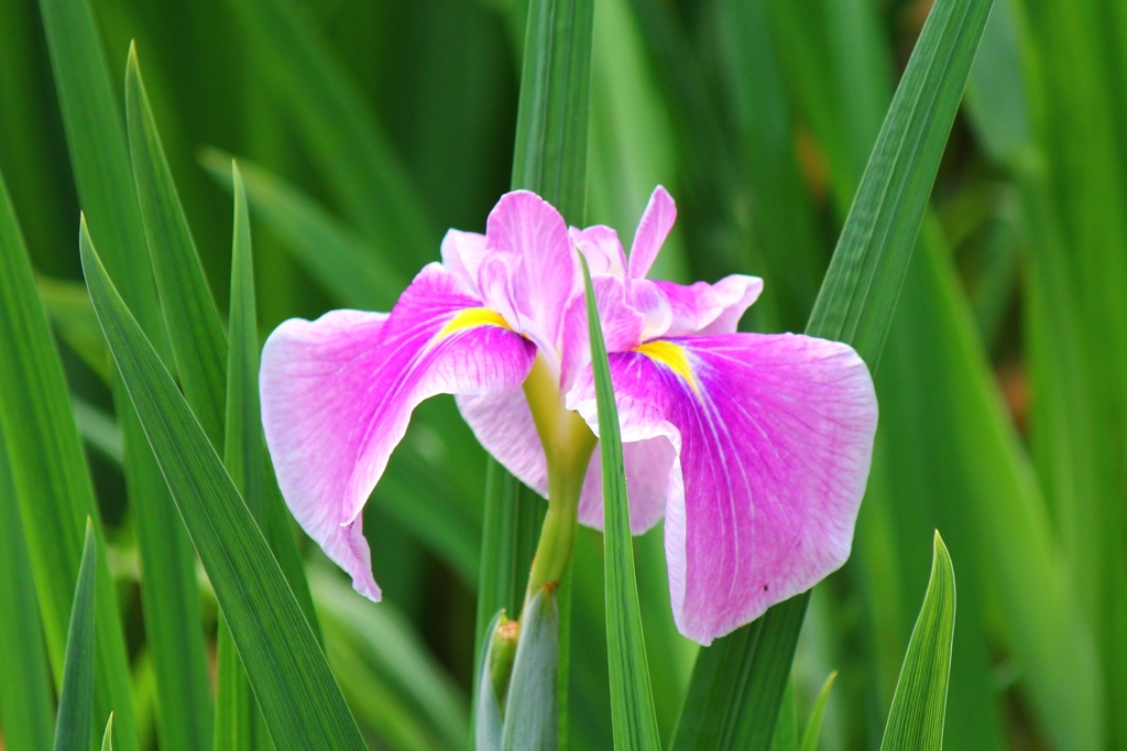 花菖蒲