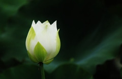 彩り