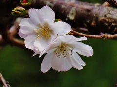 十月桜