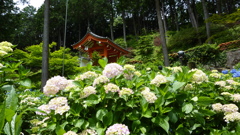紫陽花寺三室戸寺