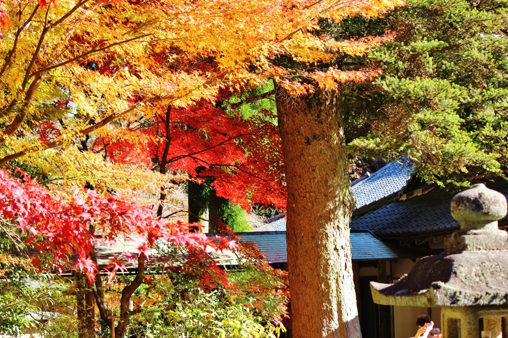 紅葉狩り