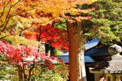 紅葉狩り