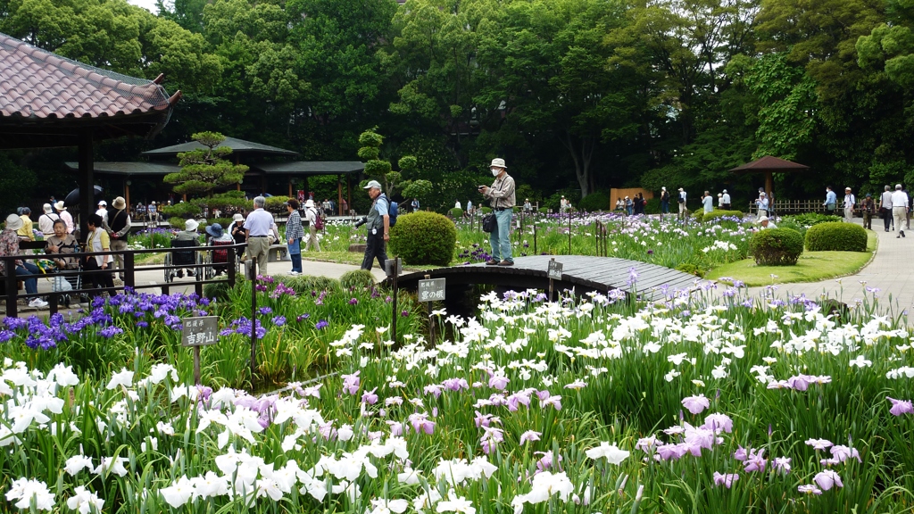 菖蒲園