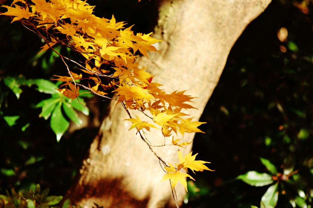 紅葉狩り