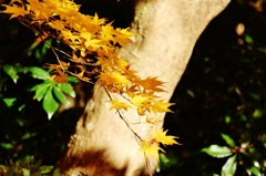 紅葉狩り