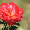 バラの花