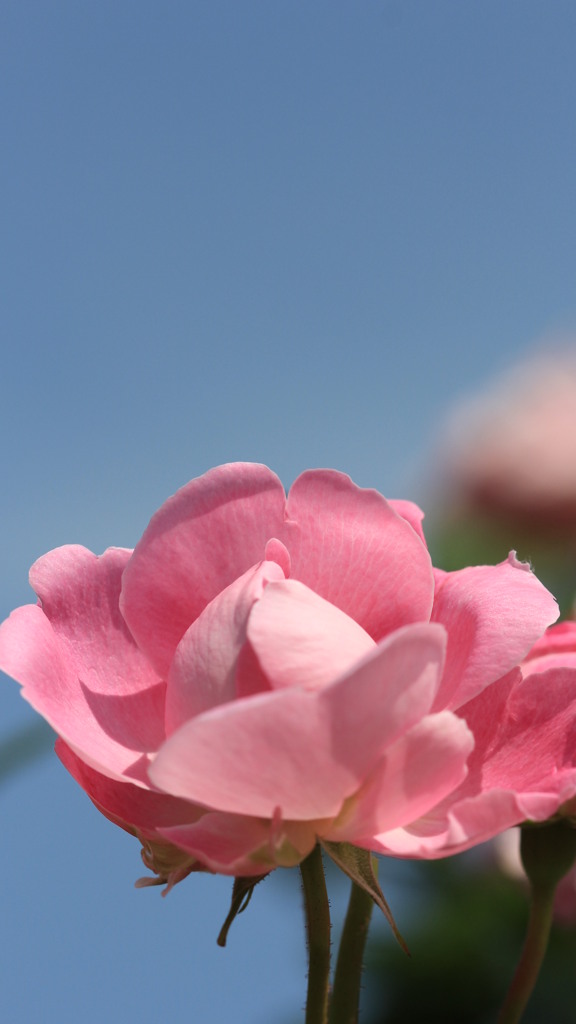 彩り