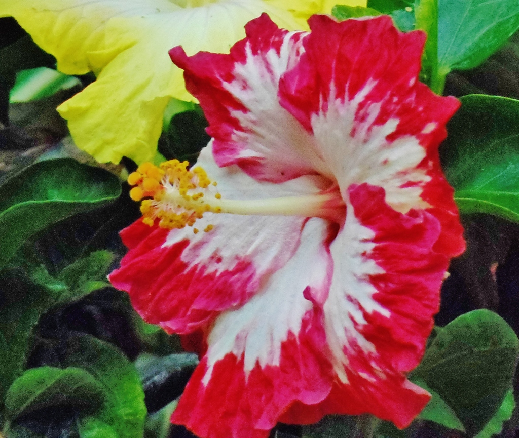 彩り