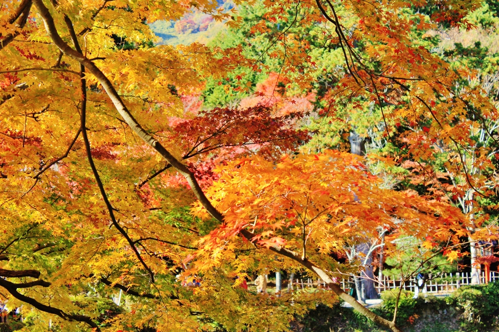 紅葉狩り