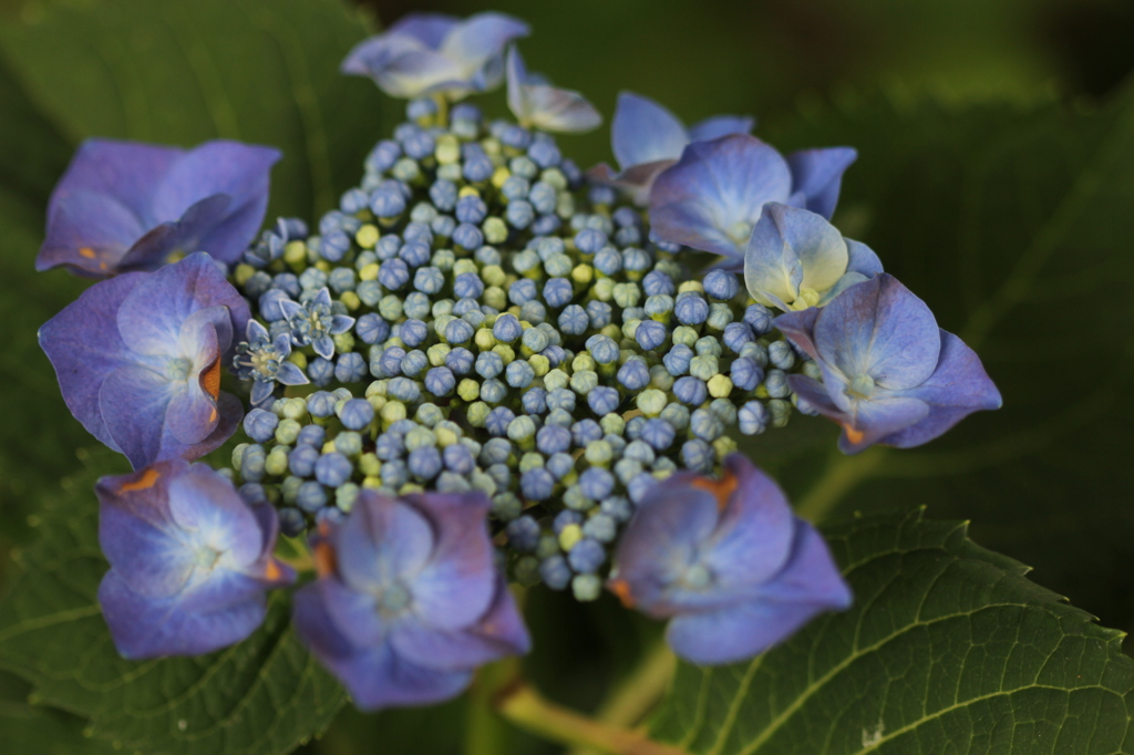 紫陽花