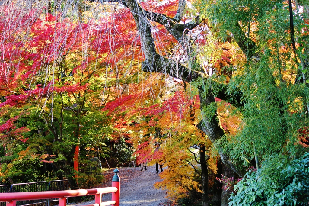 紅葉狩り