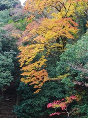 紅葉狩り