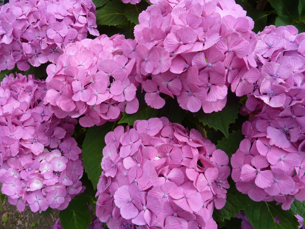 紫陽花