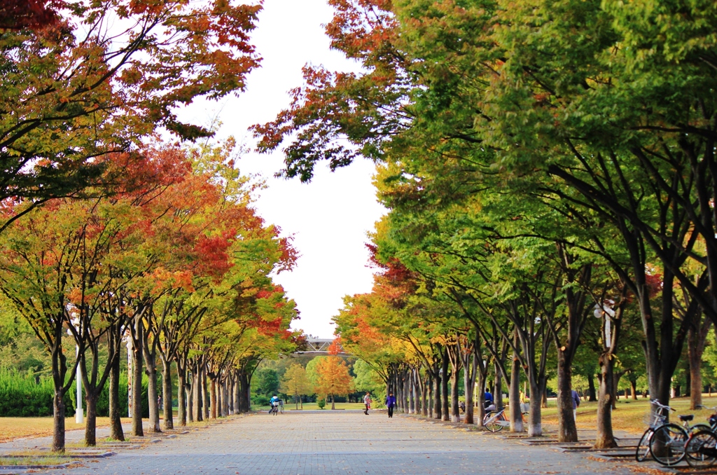 色づく公園