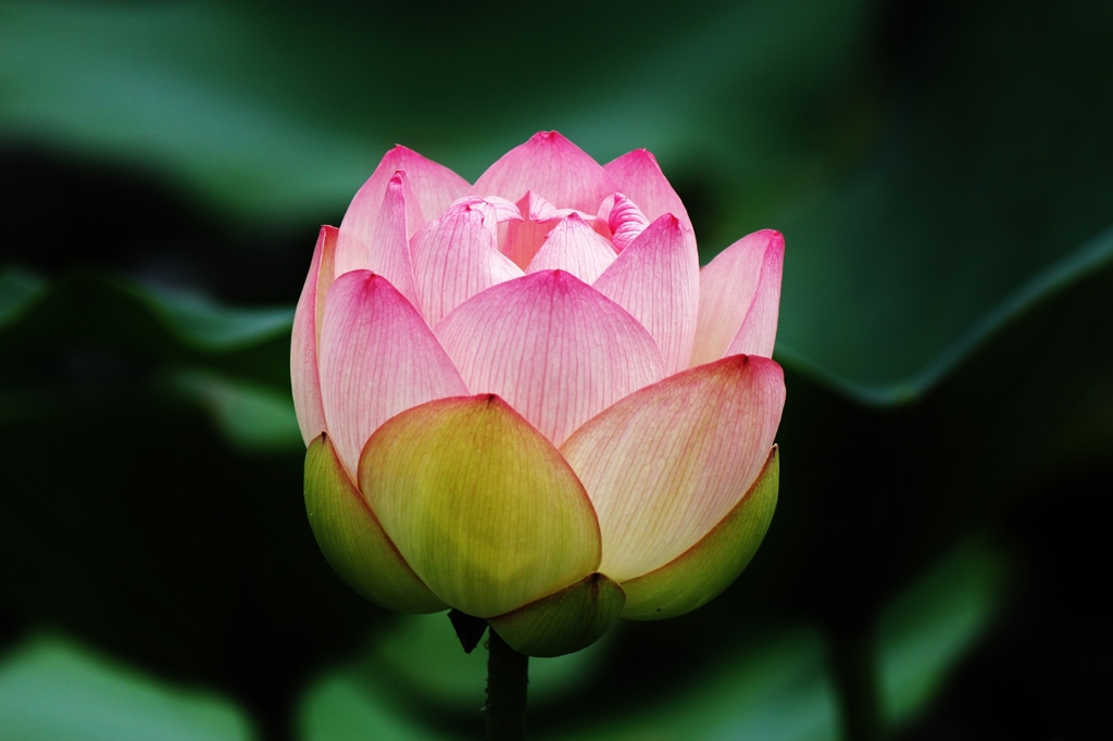 蓮の花