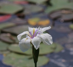 陽だまりに咲く花