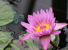水辺に咲く花