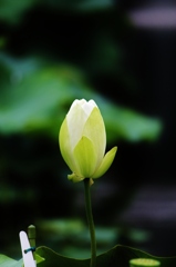 水上に咲く花