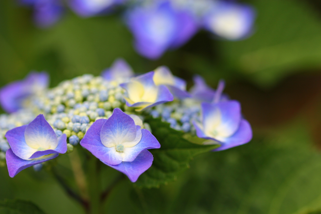 紫陽花