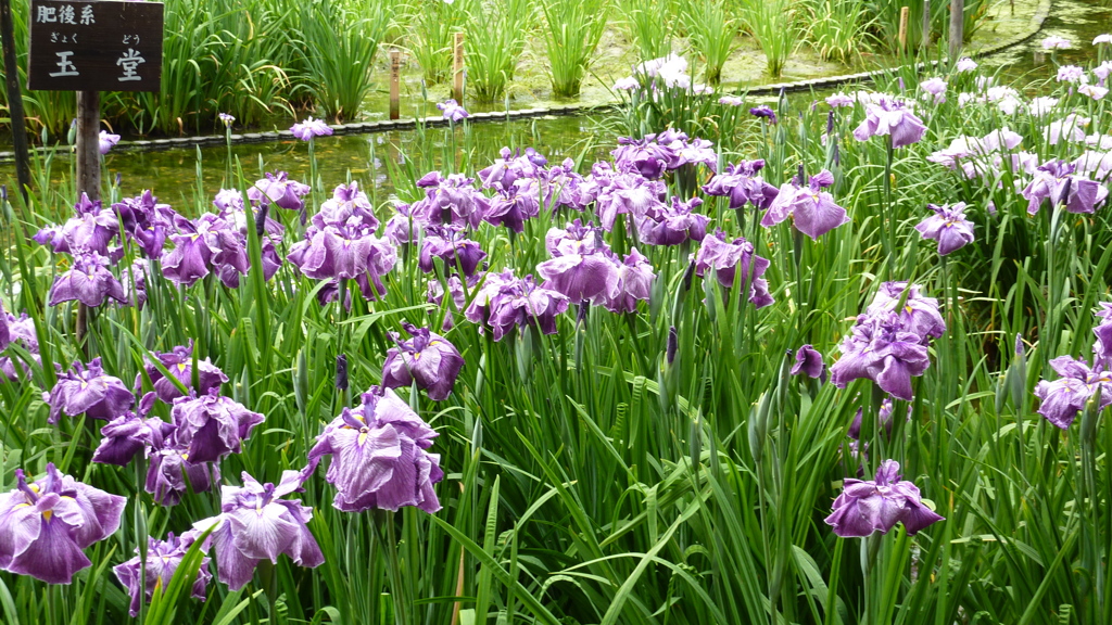 菖蒲園