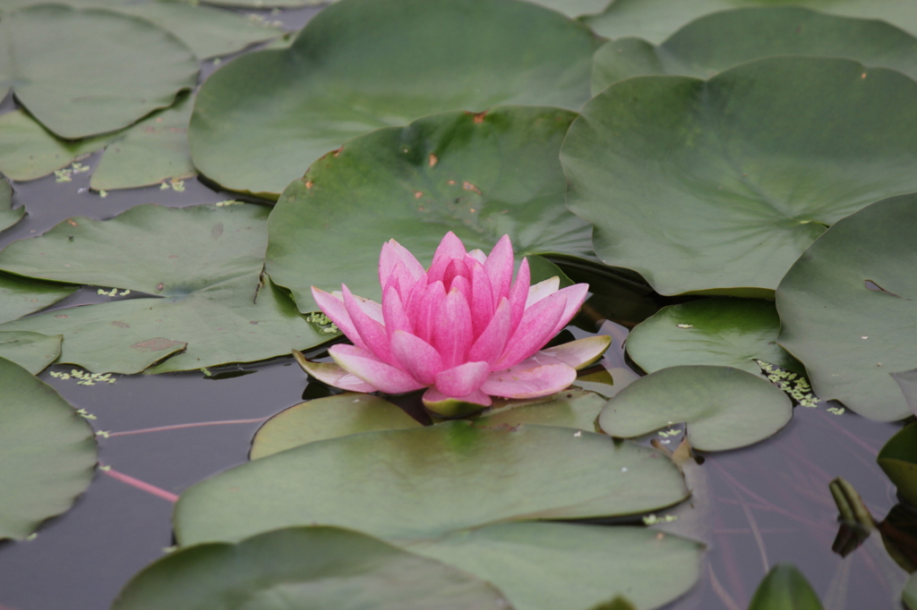 水上に咲く花