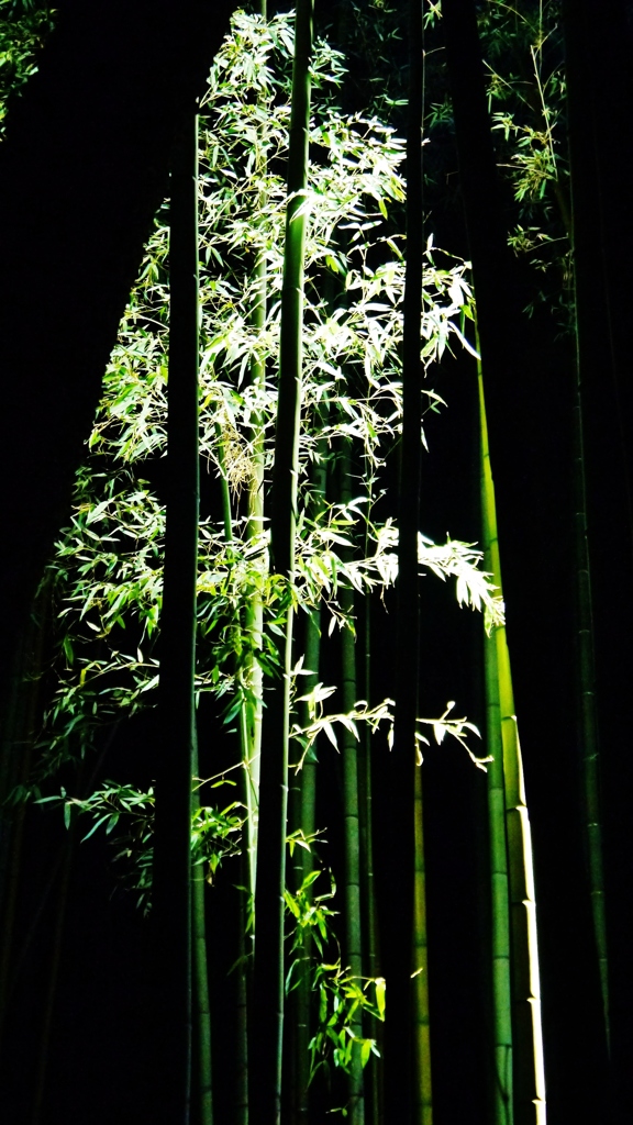 竹林の小径