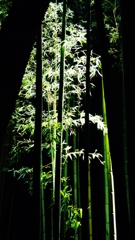 竹林の小径