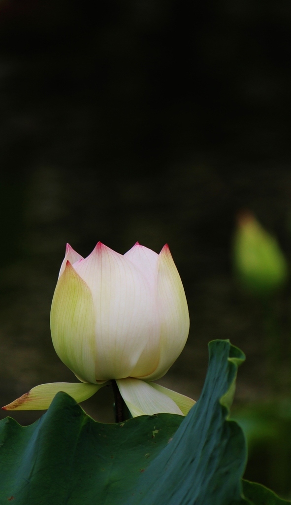 水上に咲く花