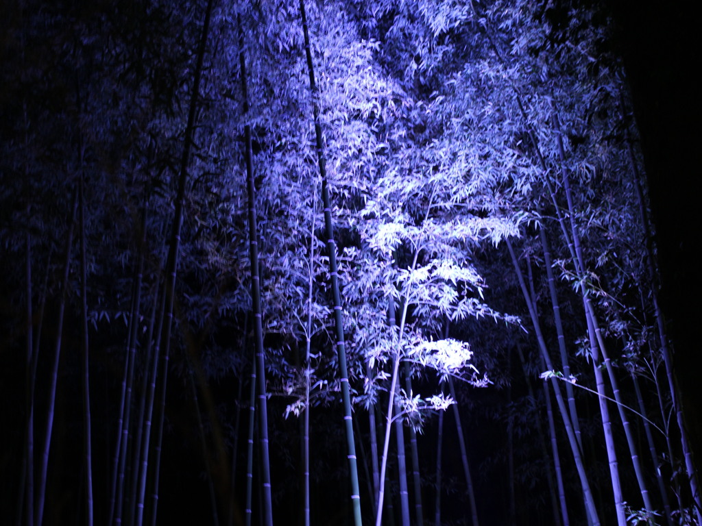 竹林の小径