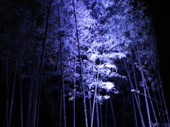 竹林の小径