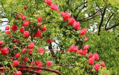 新緑に咲くバラの花