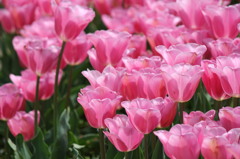 チューリップ
