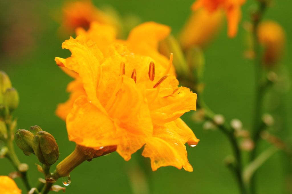 雨に咲く花