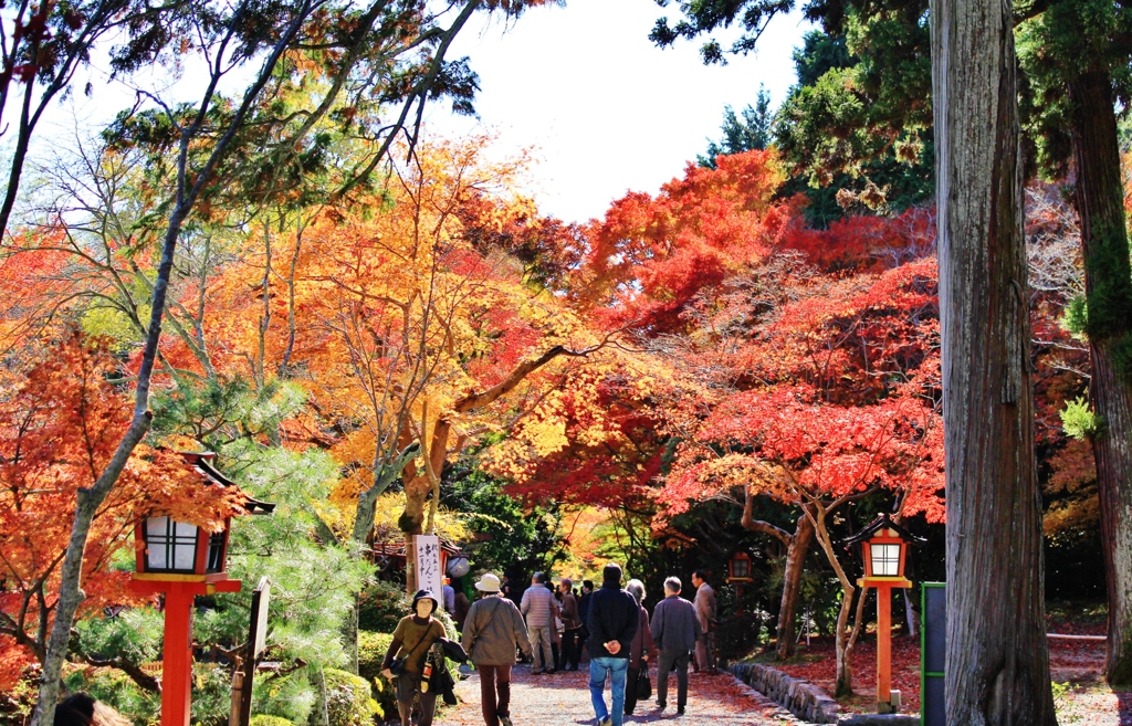 紅葉狩り
