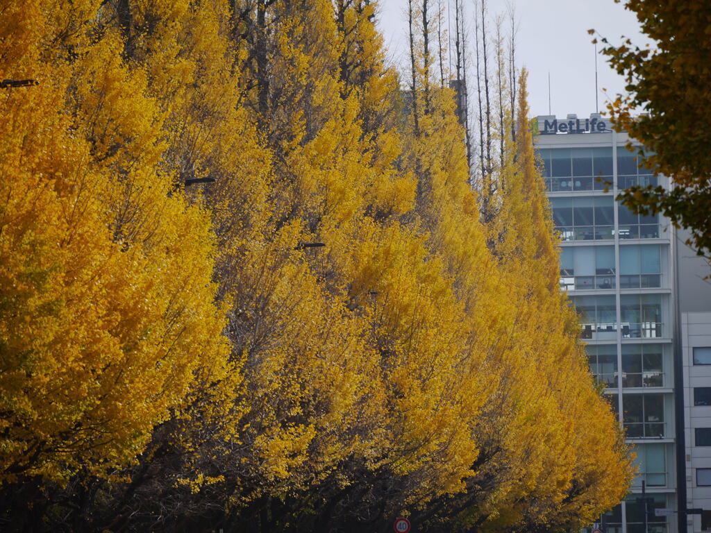 yellow line2
