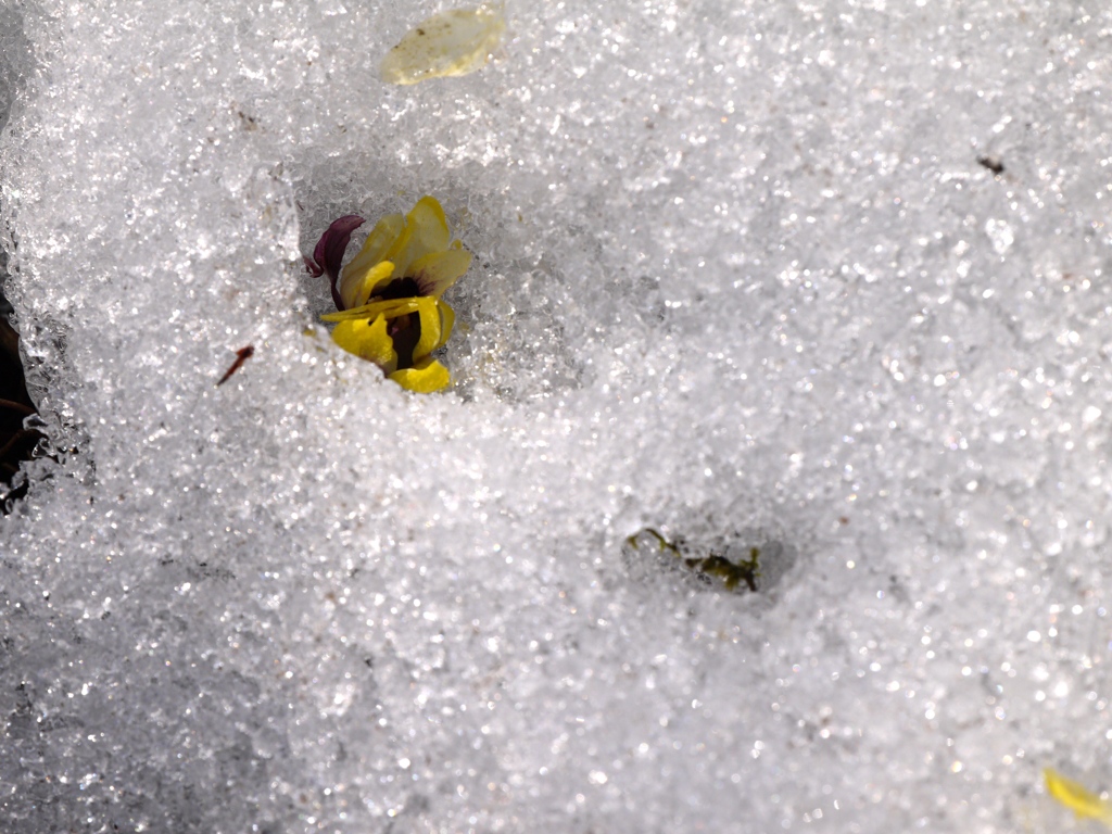 雪中四友