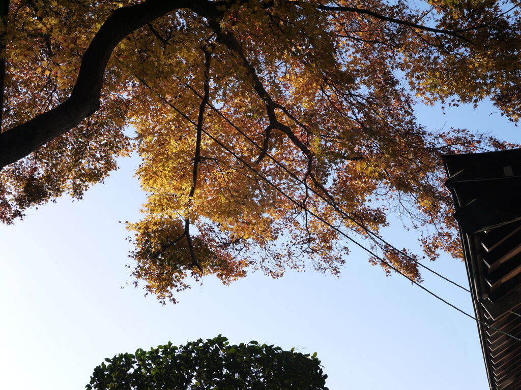 紅葉
