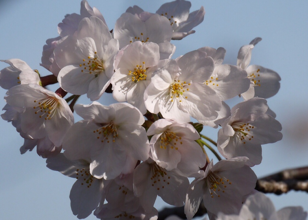 桜