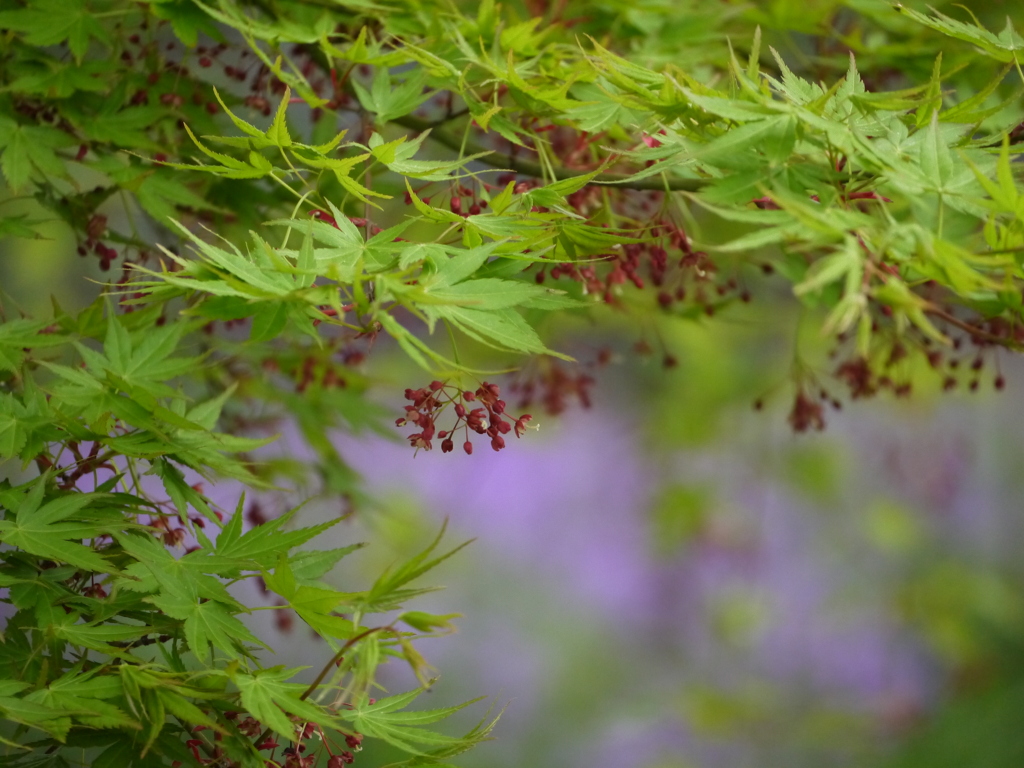 もみじ　花のあと