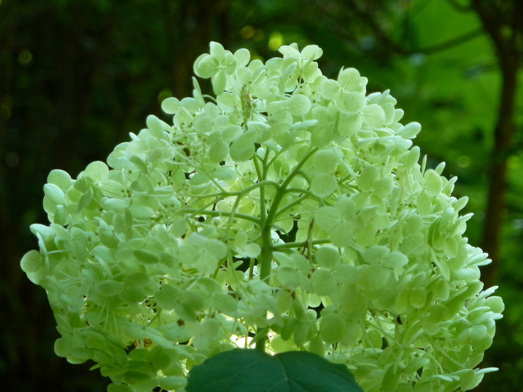 日陰の紫陽花