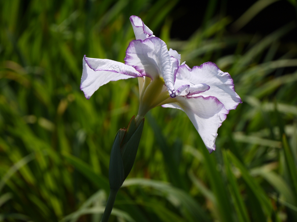 深芳野