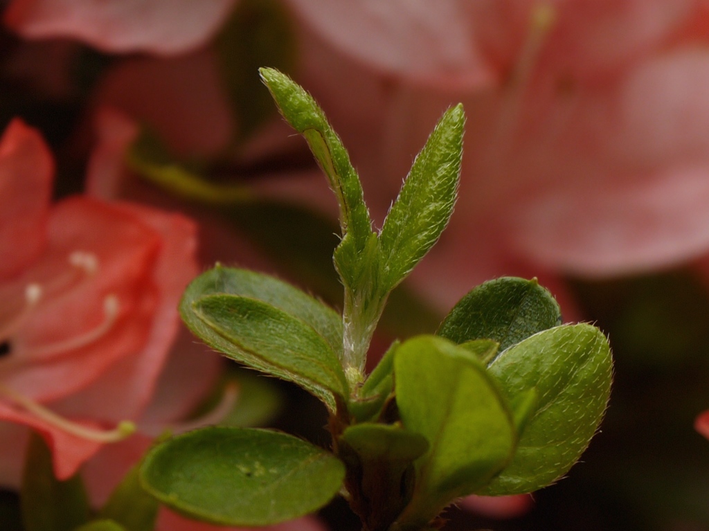 若芽2