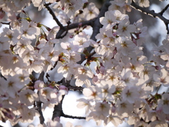 桜ー２