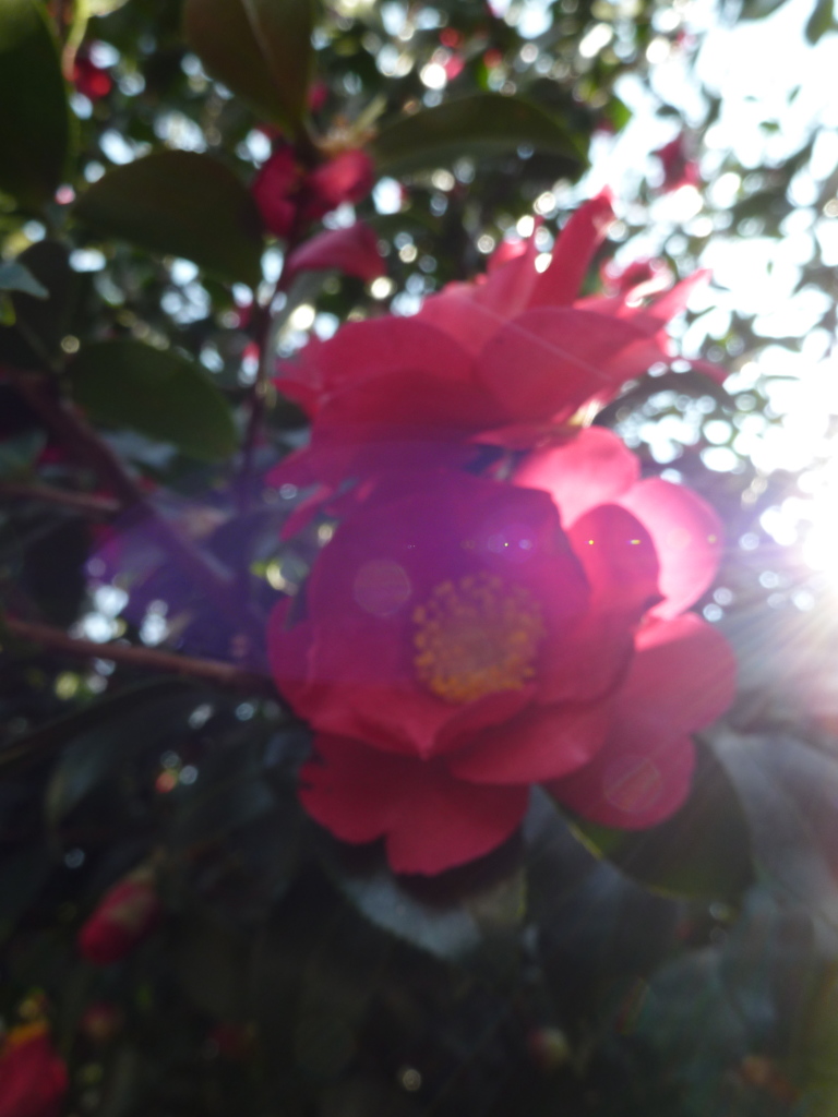 椿の光芒２