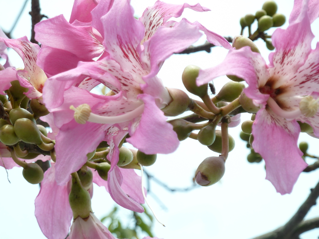 よく見る花だが、、