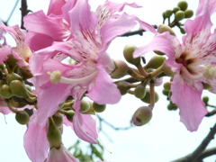 よく見る花だが、、