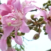 よく見る花だが、、