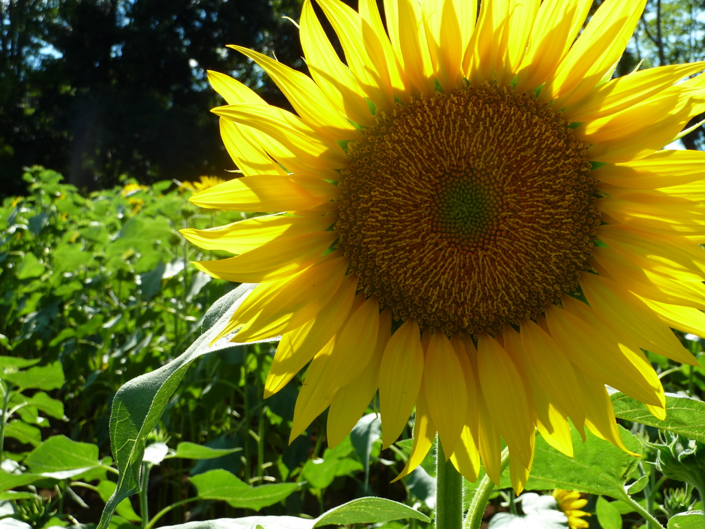 sunflower