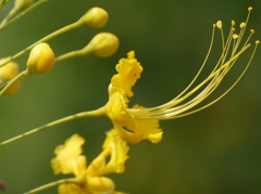 黄花の大胡蝶